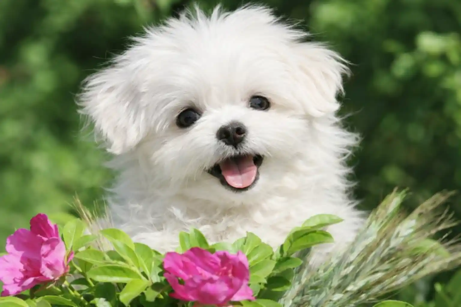 Read more about the article הסכנה שמסתתרת ליד הבית וגם בתוך הסלון. כך תשמרו על חיות המחמד מצמחים רעילים לפני שיהיה מאוחר