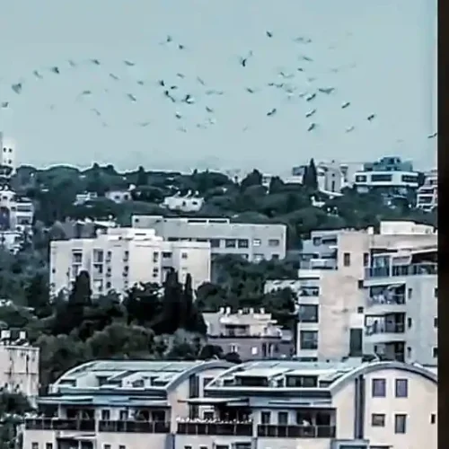 להקת חסידות ענקית מעל שכונת רוממה בחיפה. רגע של טבע ושגרה בשמי חיפה