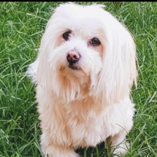 הפחדים של חיות המחמד בזמן במלחמה.