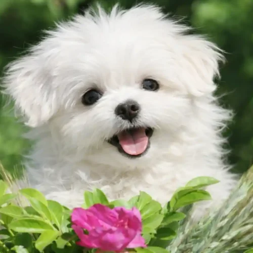 הסכנה שמסתתרת ליד הבית וגם בתוך הסלון. כך תשמרו על חיות המחמד מצמחים רעילים לפני שיהיה מאוחר