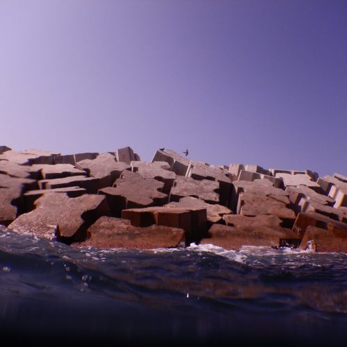 מזיקים חדשים פולשים לים בחיפה – מתחת לאף שלנו • צילומים משובר הגלים של נמל המפרץ